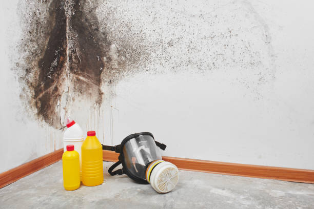 Best Mold Removal Company Near Me  in Spurgeon, TN