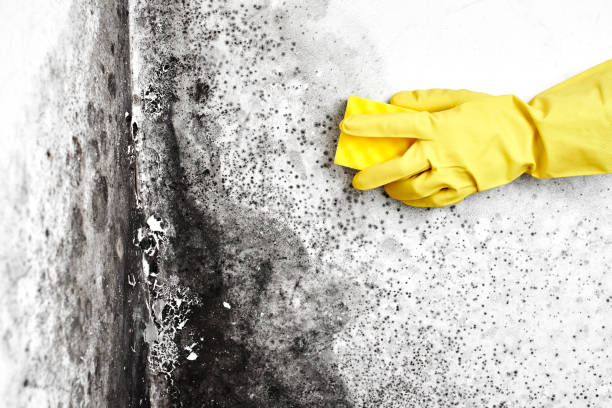 Best Mold Removal Company Near Me  in Spurgeon, TN