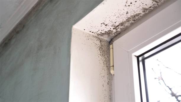 Best Commercial Mold Removal  in Spurgeon, TN