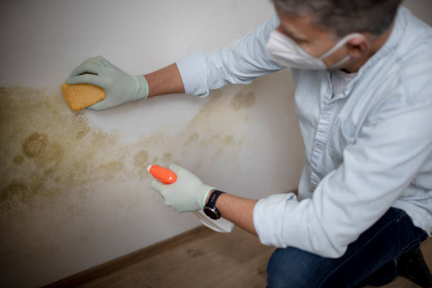 Best Fast Mold Removal  in Spurgeon, TN