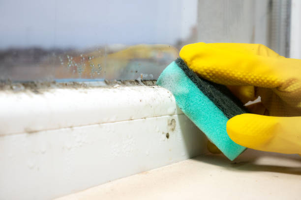 Best Mold Damage Repair  in Spurgeon, TN