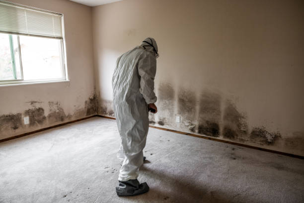 Best Mold Cleaning Services  in Spurgeon, TN