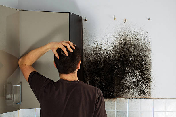 Mold Testing and Removal in Spurgeon, TN
